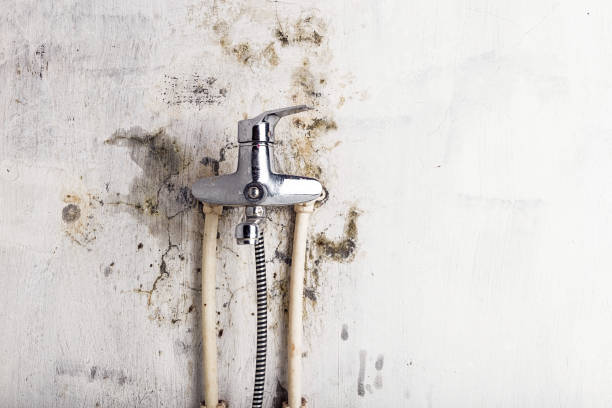 Best Industrial Mold Remediation in Rushvle, IL