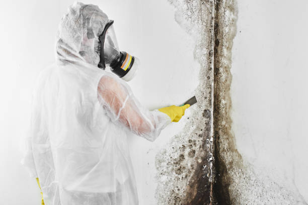 Rushville, IL Mold Remediation Company