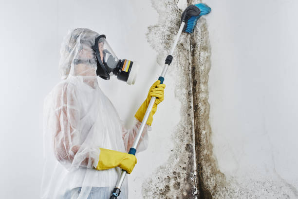 Best DIY Mold Remediation Support Services in Rushvle, IL