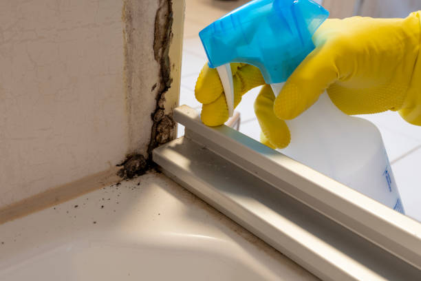 Best White Mold Remediation in Rushvle, IL