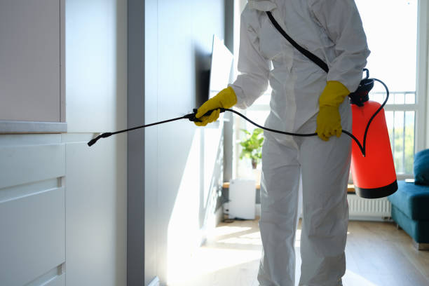 Best Attic Mold Remediation in Rushvle, IL