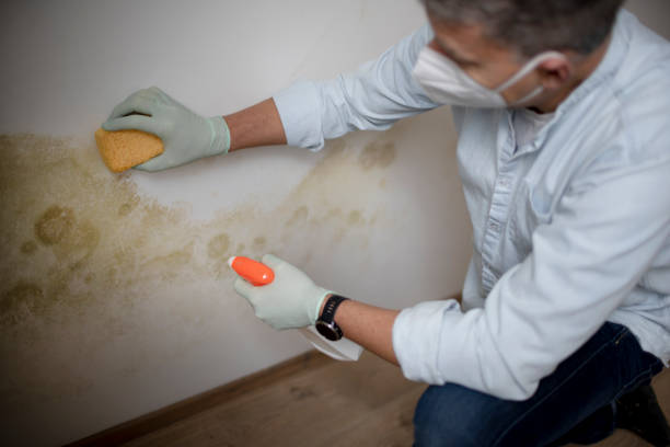 Best Localized Mold Remediation (e.g., coastal areas, humid climates) in Rushvle, IL