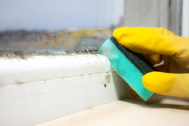 Best Mold Testing and Inspection Services in Rushvle, IL