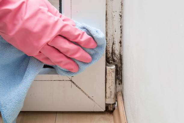 Best Mold Remediation for Schools in Rushvle, IL