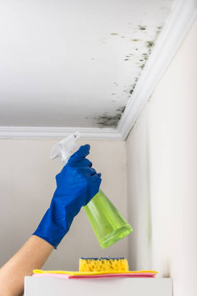  Rushvle, IL Mold Removal Pros