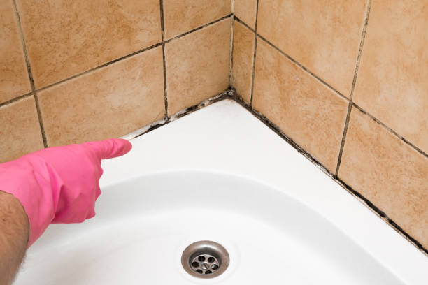 Best Residential Mold Remediation in Rushvle, IL